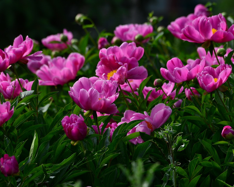 ����   ������