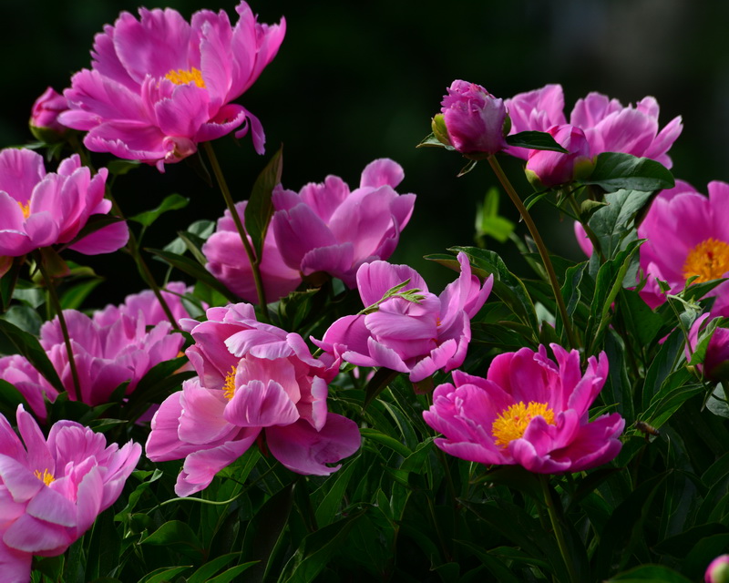 ����    ������