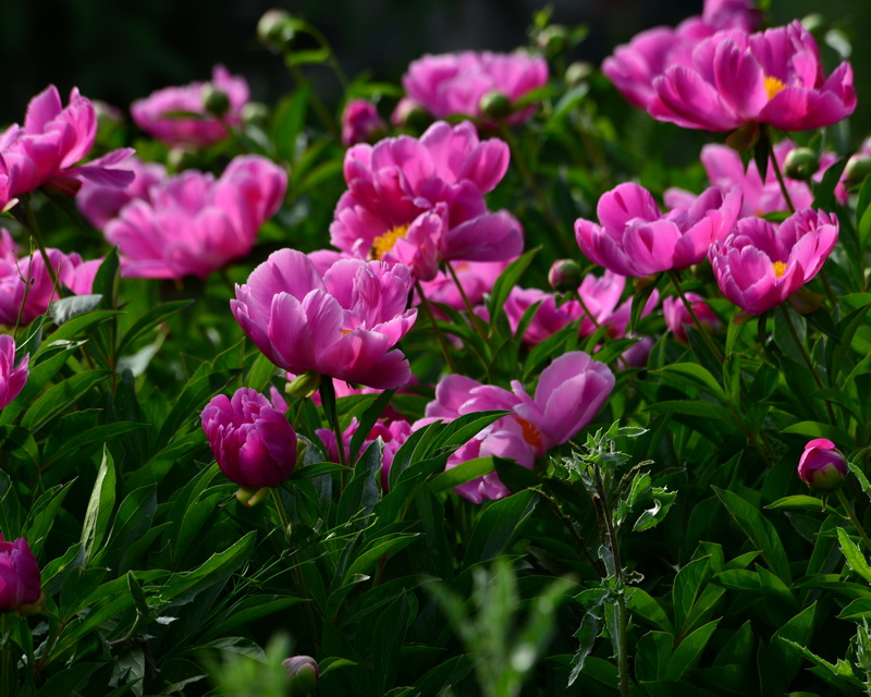 ����԰    ������