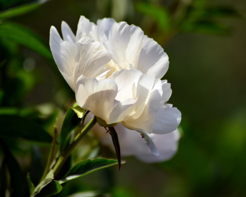 ��ѩ     ������