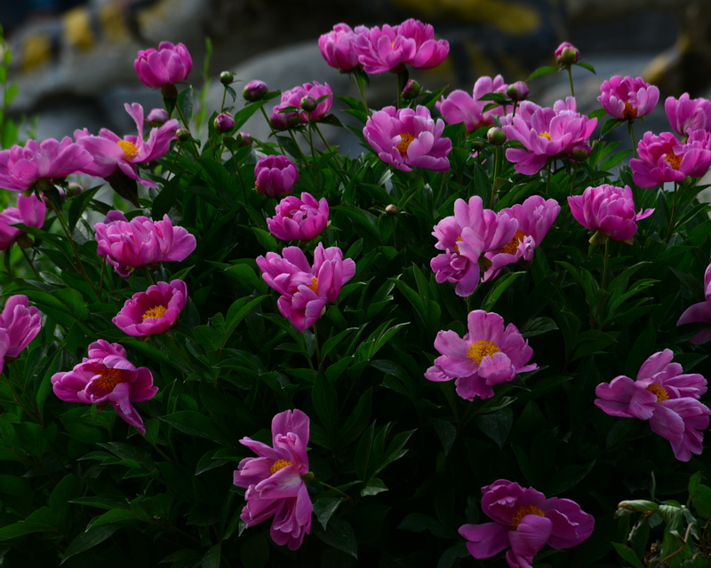 ����ǧ��   ������