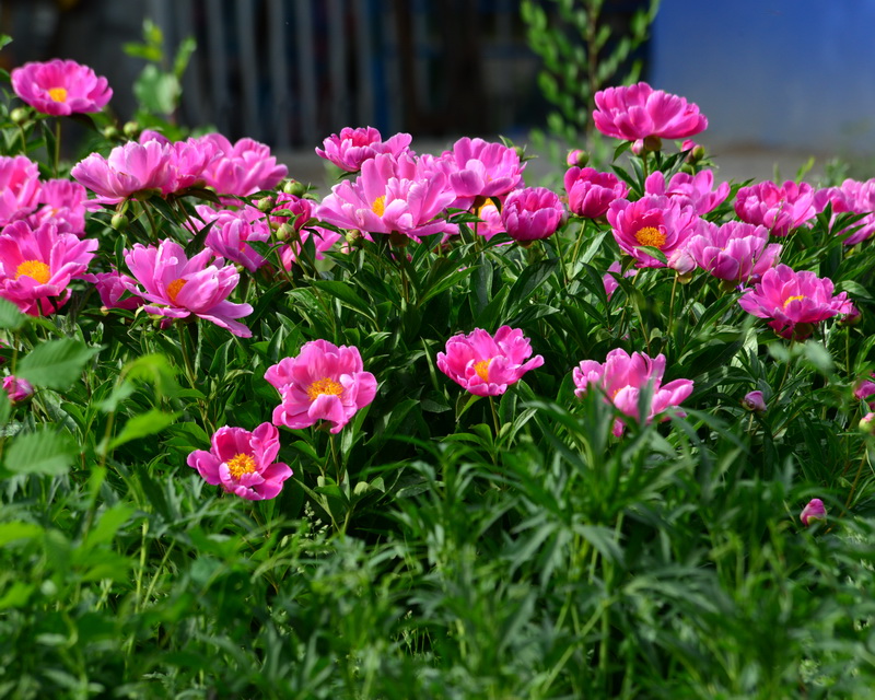 ����    ������