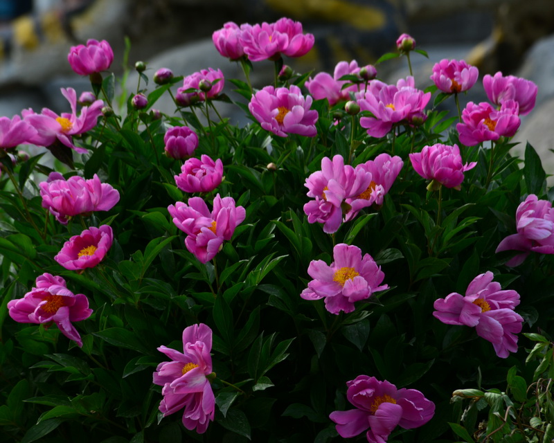 ����   ������