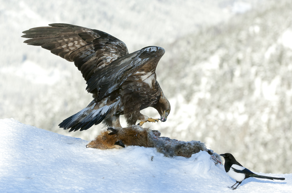 4 FIAP��Ȼ��ѫ������Bjorn Ole Nyborg��Nyborg Bjorn OleEFIAP��Ų����.jpg