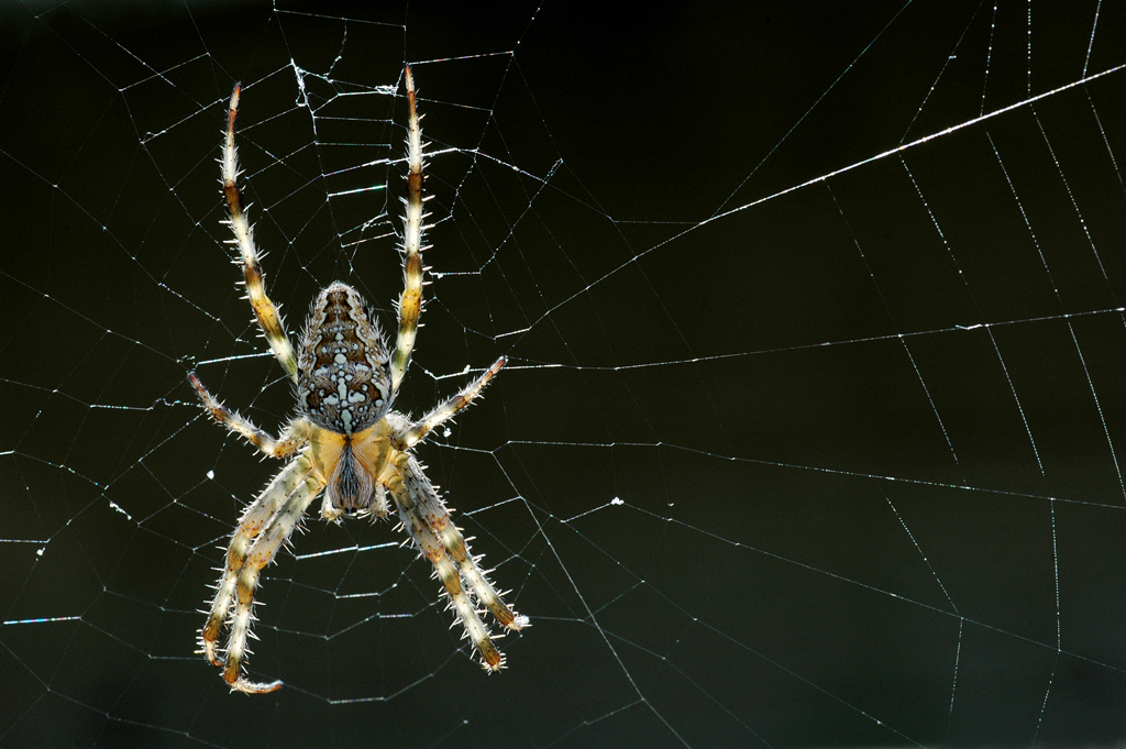 4 FIAP��Ȼ��ѫ������Kruisspin op we��Lybaert Daniel Efiapp��������.jpg