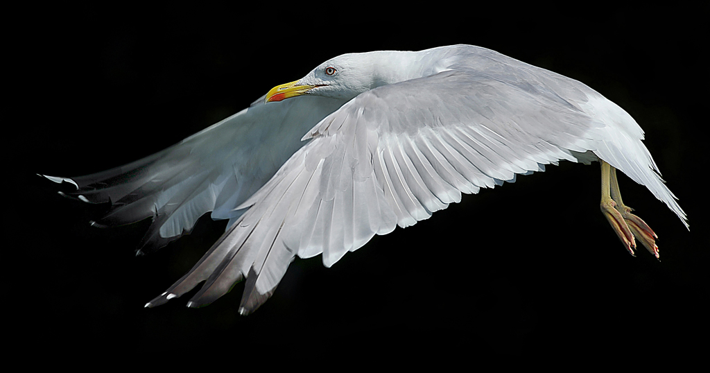 4 FIAP��Ȼ��ѫ����������ʱ�䡷Kerekes Istvan����������.jpg