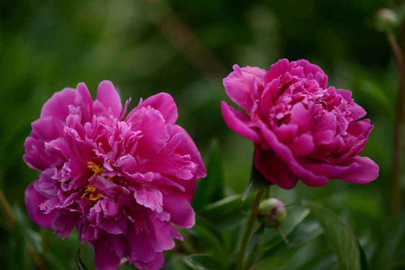 ˫����    ������