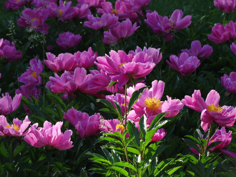 �о���   ������