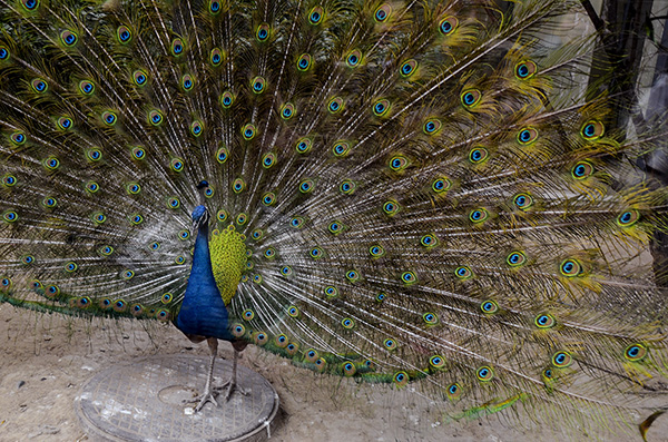 2014��5��9�ձ��� aa16712.jpg