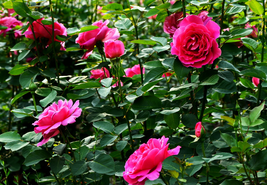 ����ǧ��   ������