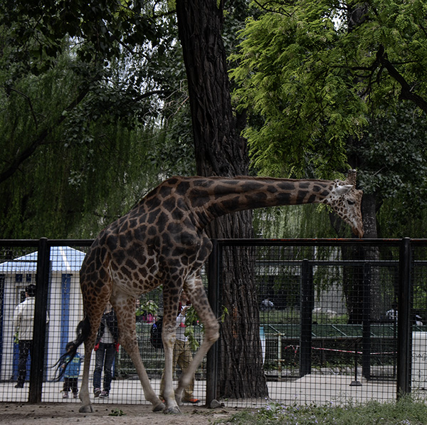 2014��5��9�ձ���aa 26112.jpg