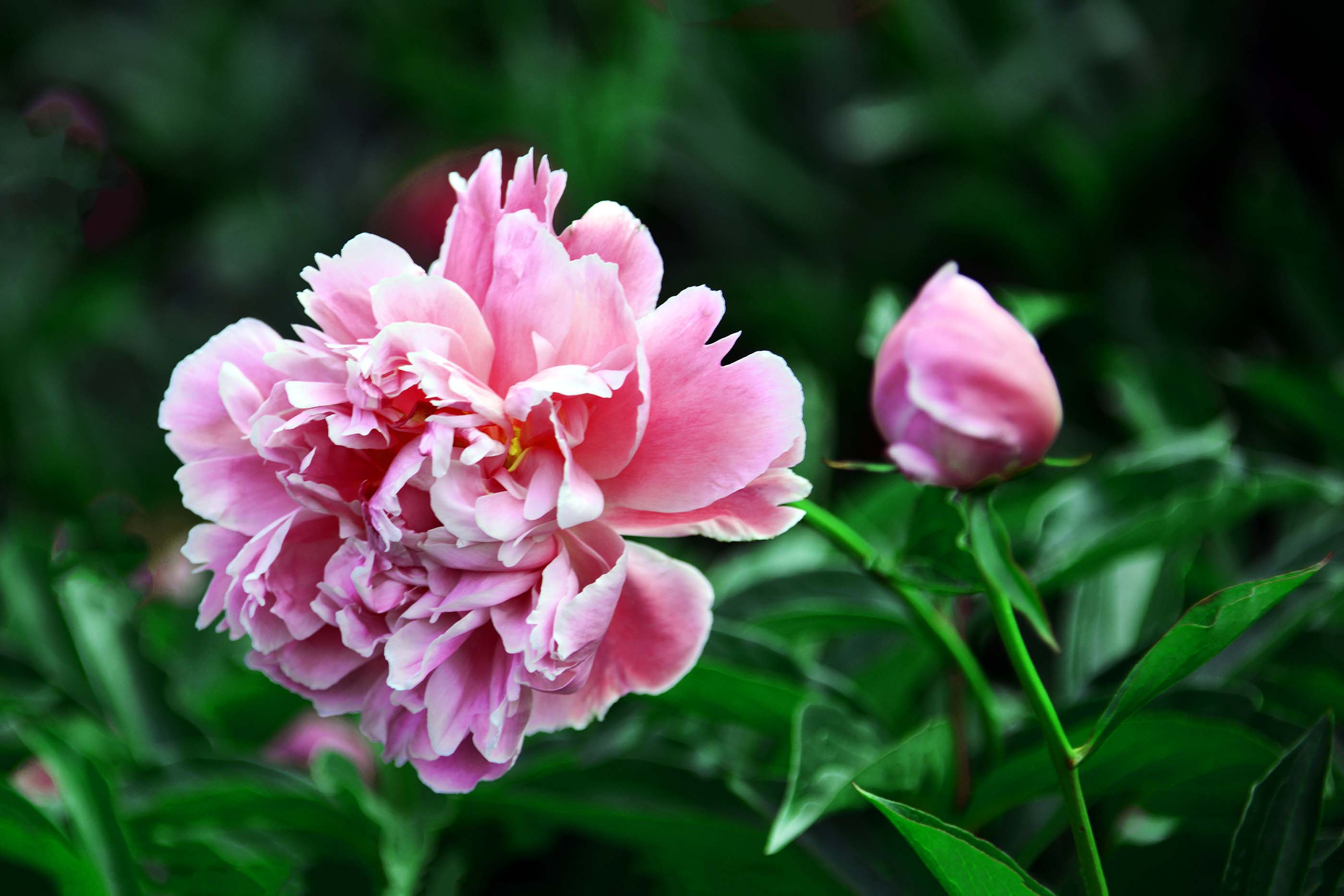 _DSC0881 - ��������.jpg