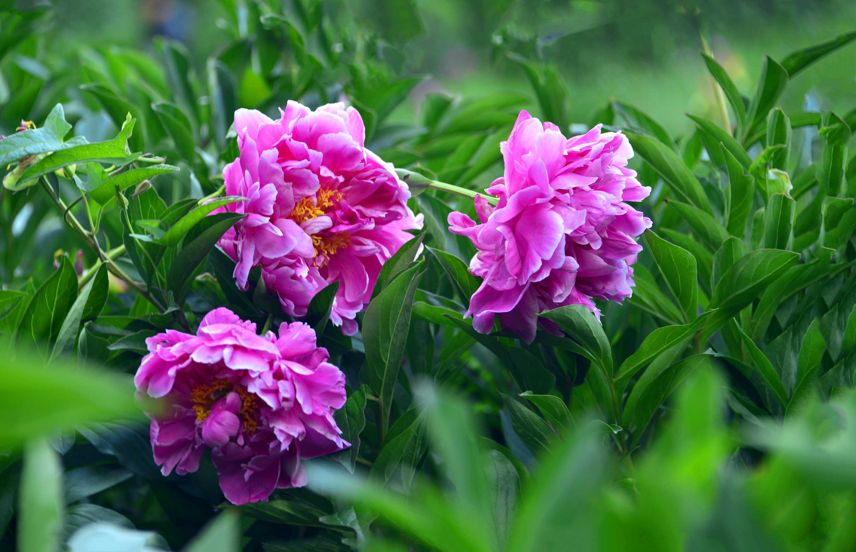 _DSC0913 - ��������.jpg