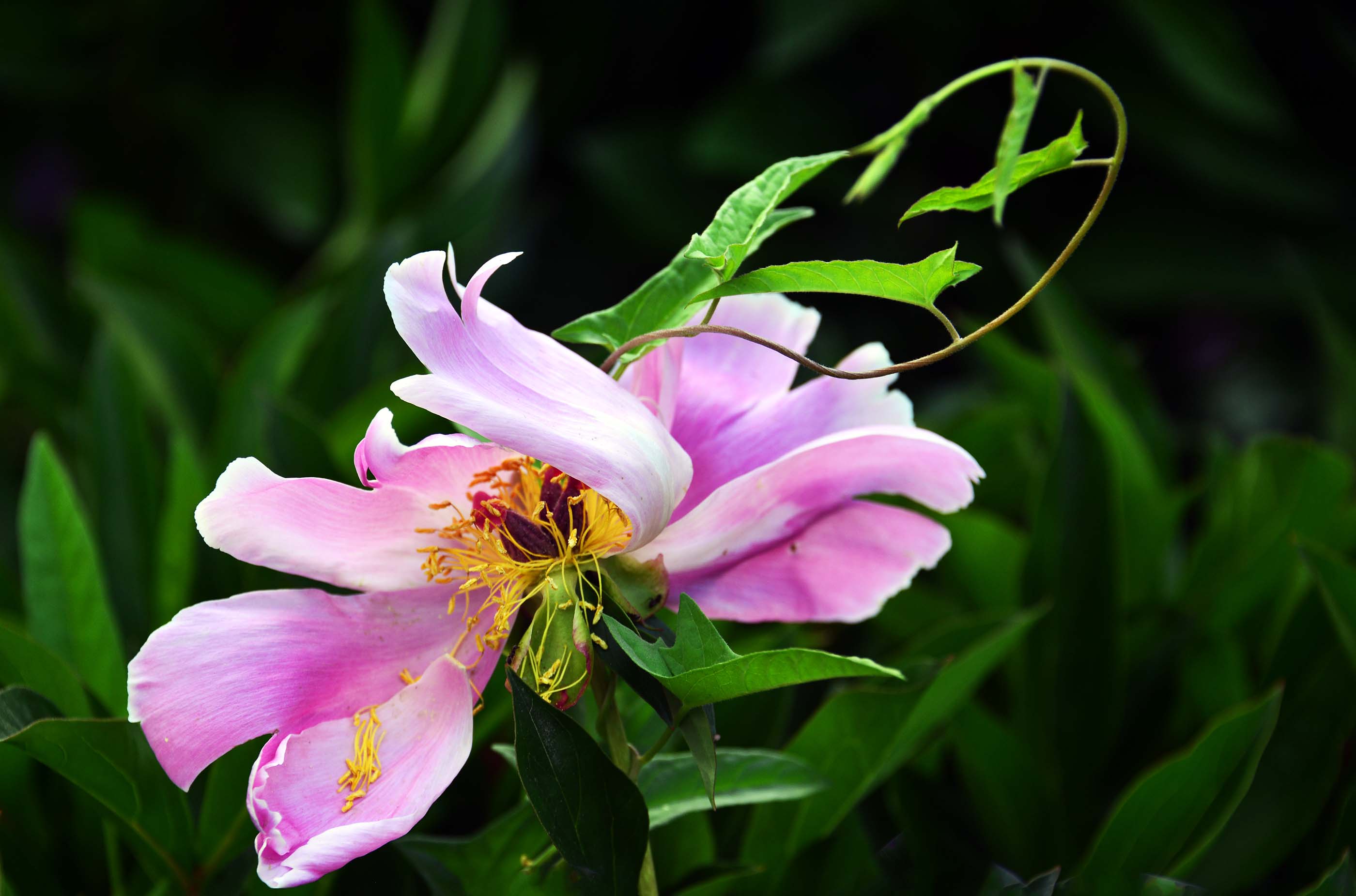 _DSC0920 - ��������.jpg