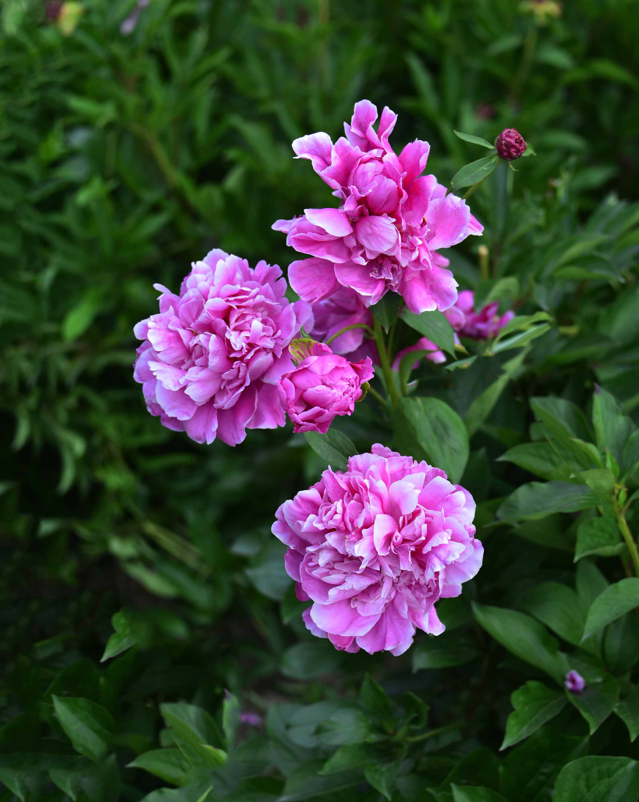 _DSC0837 - ��������.jpg