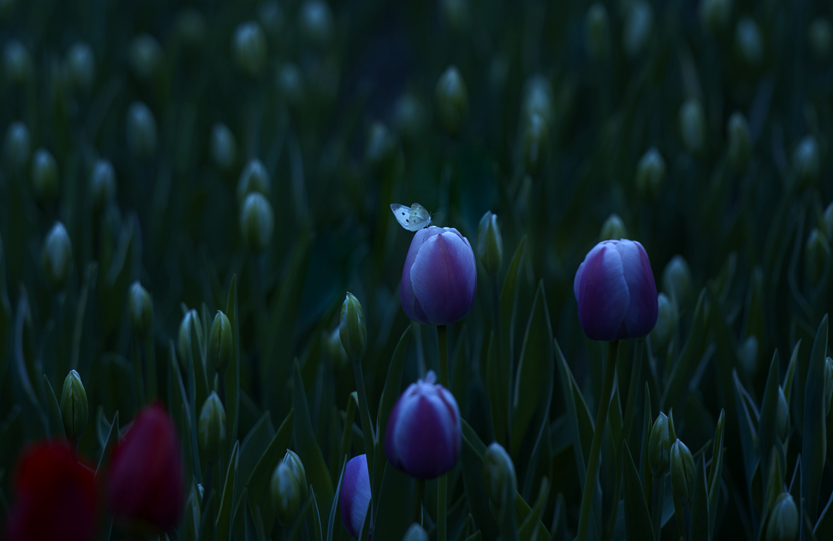 _LFD6976 ����.jpg