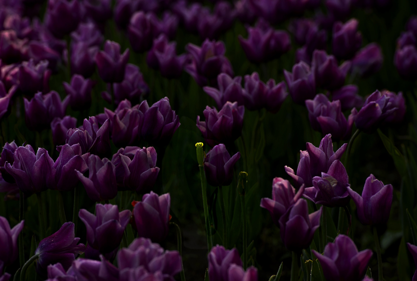 _LFD7294 ����.jpg