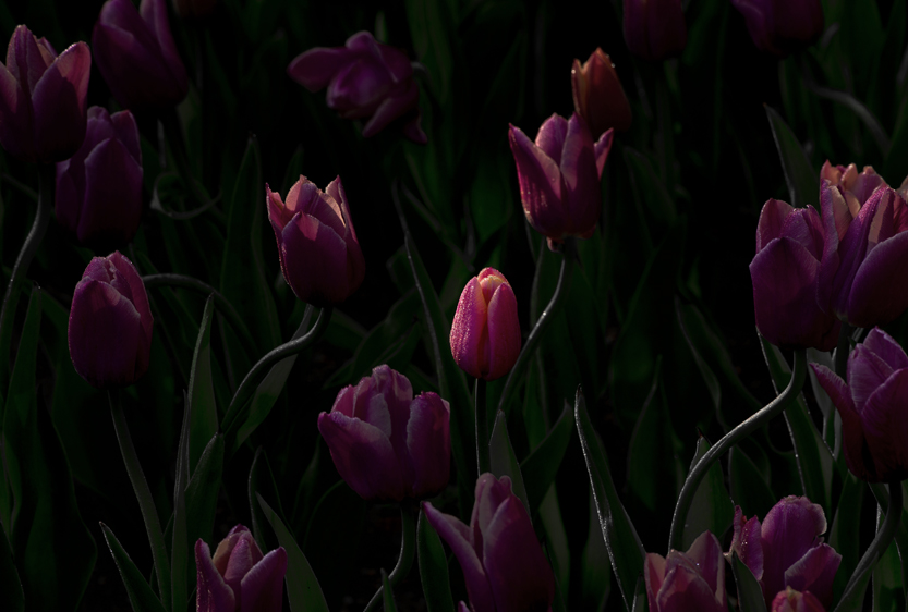 _LFD7321 ����.jpg