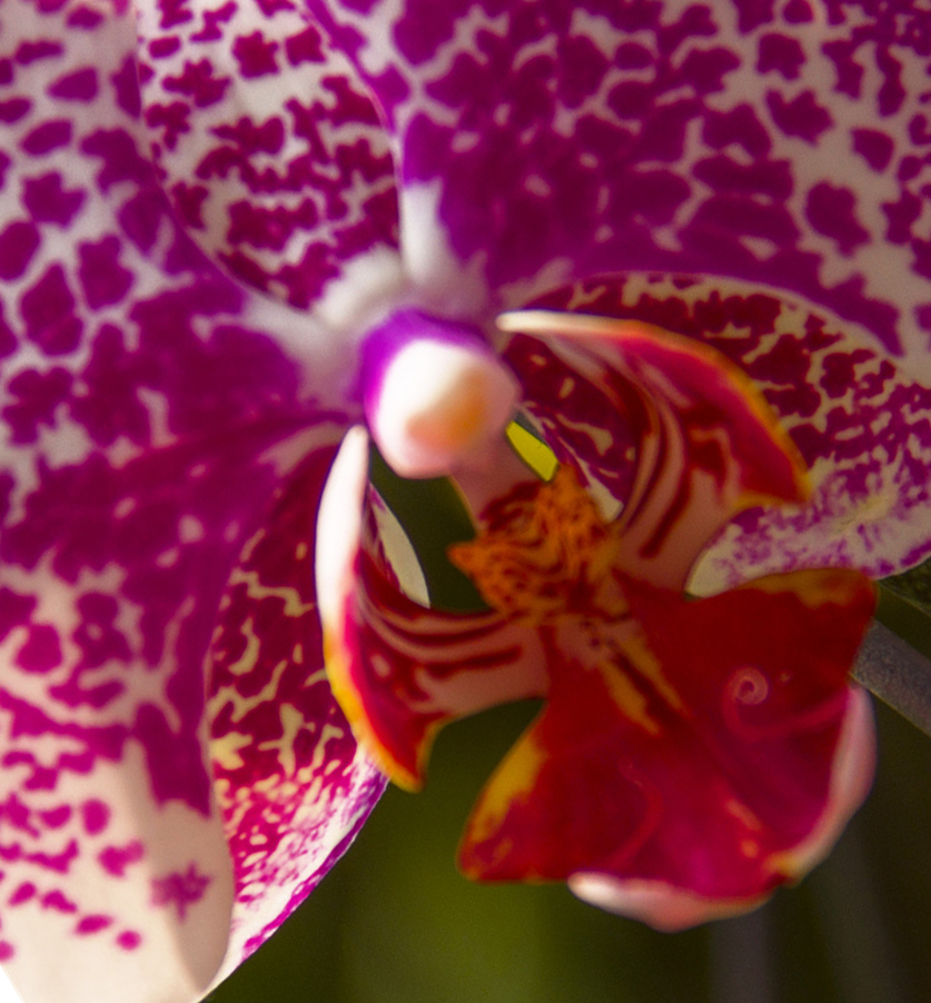 ������ (1} (2).jpg