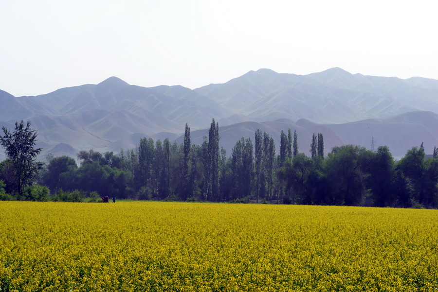 ������    ������