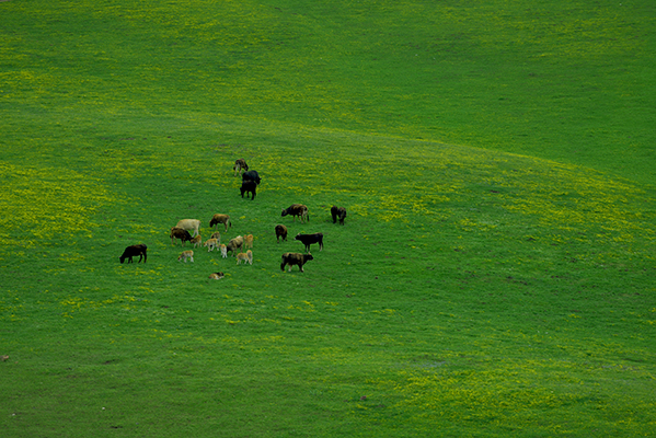ɽ������������