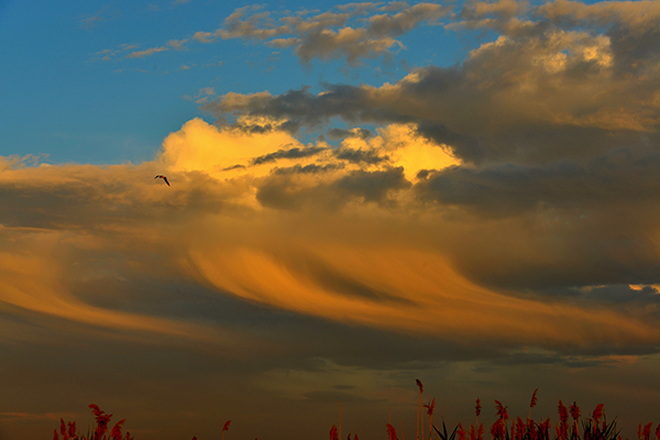 ��ŸϷ����