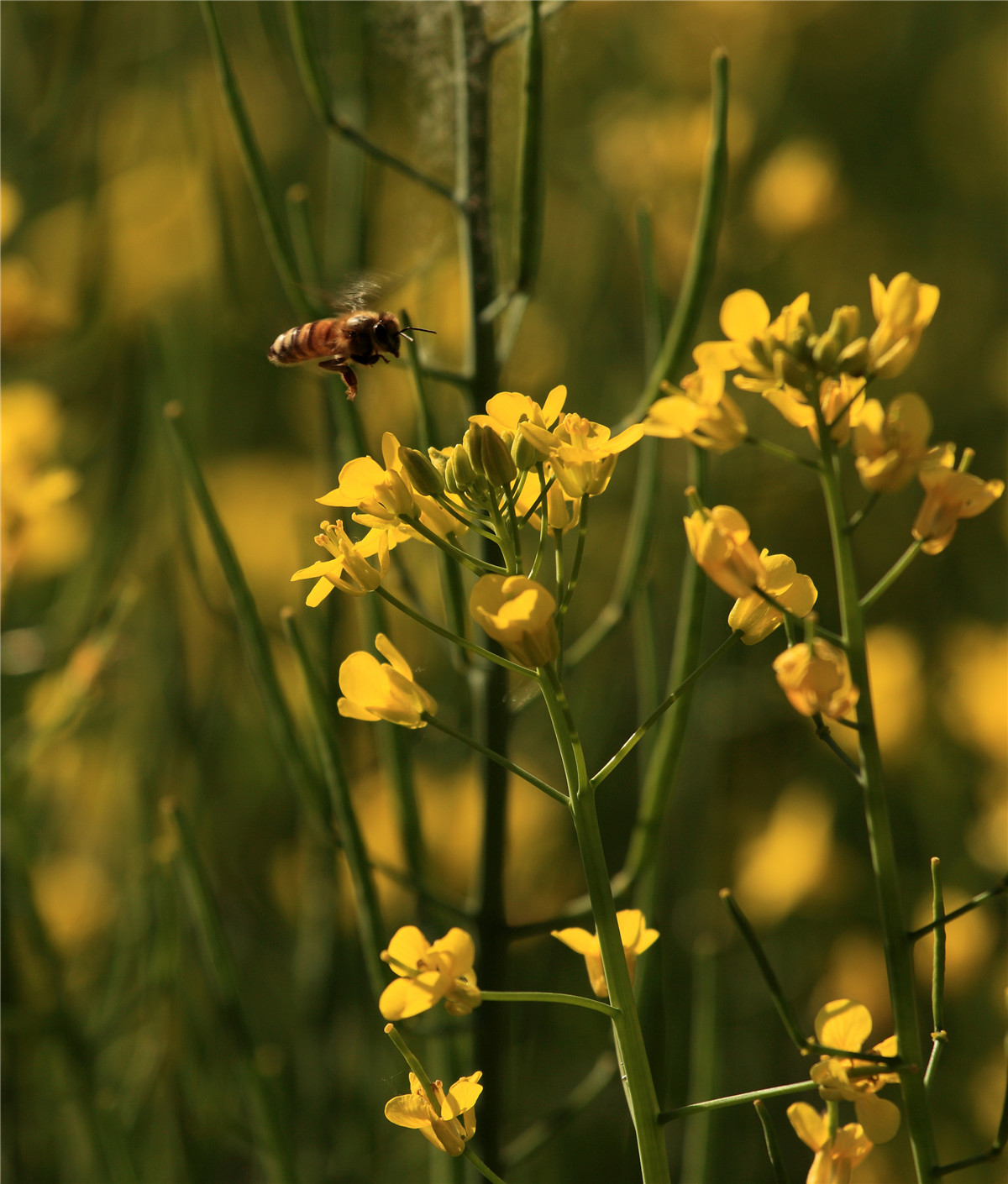 ������ (3).jpg