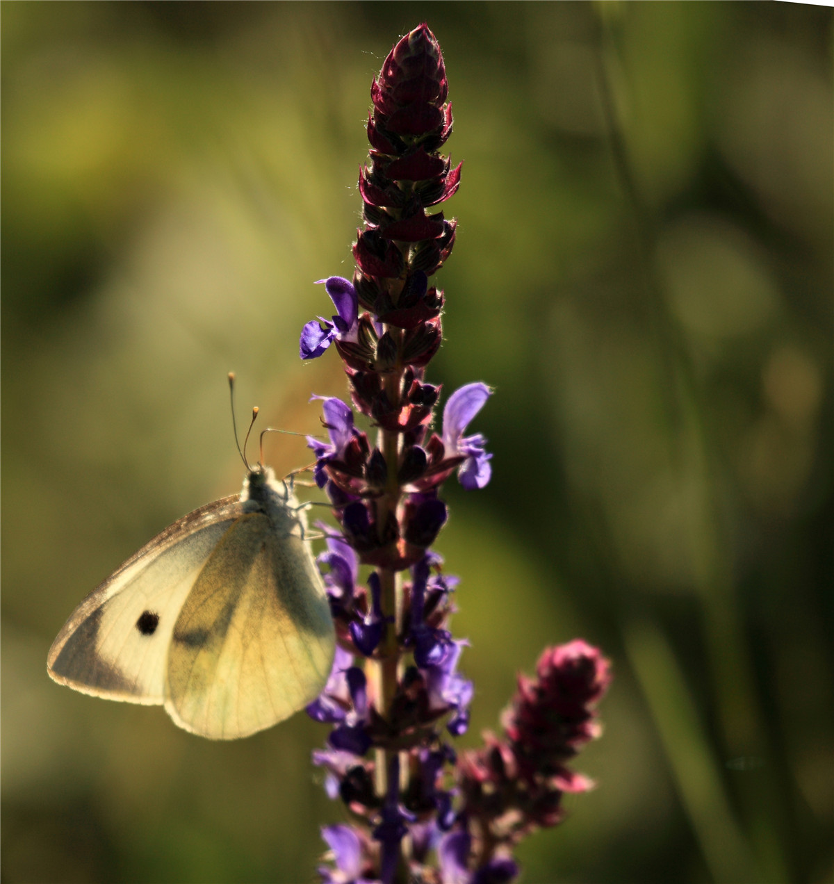 ������ (4).jpg