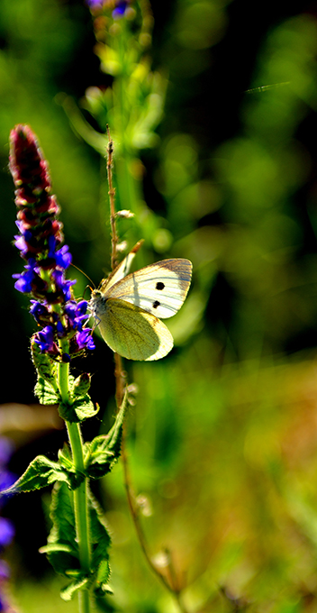 ���ɵ�����