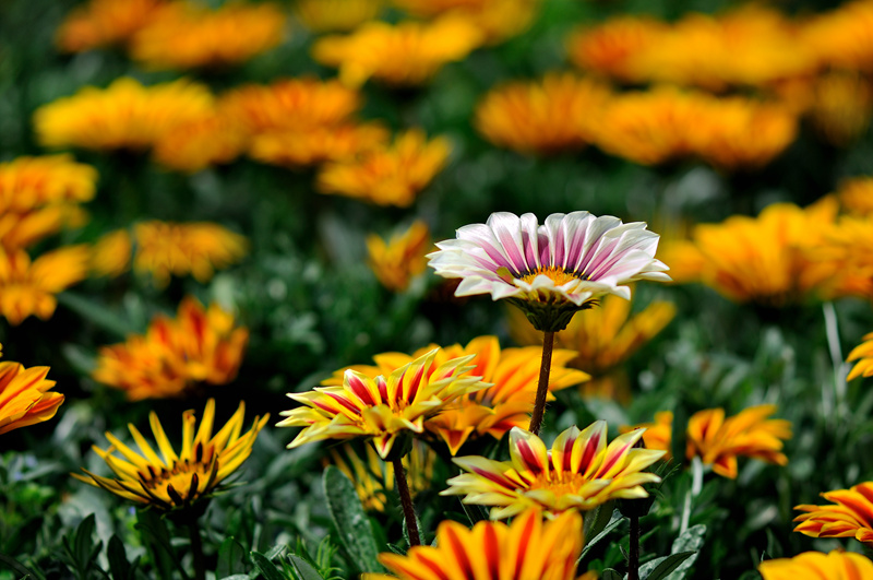 DSC_7005-Pan-Gazania-800.jpg