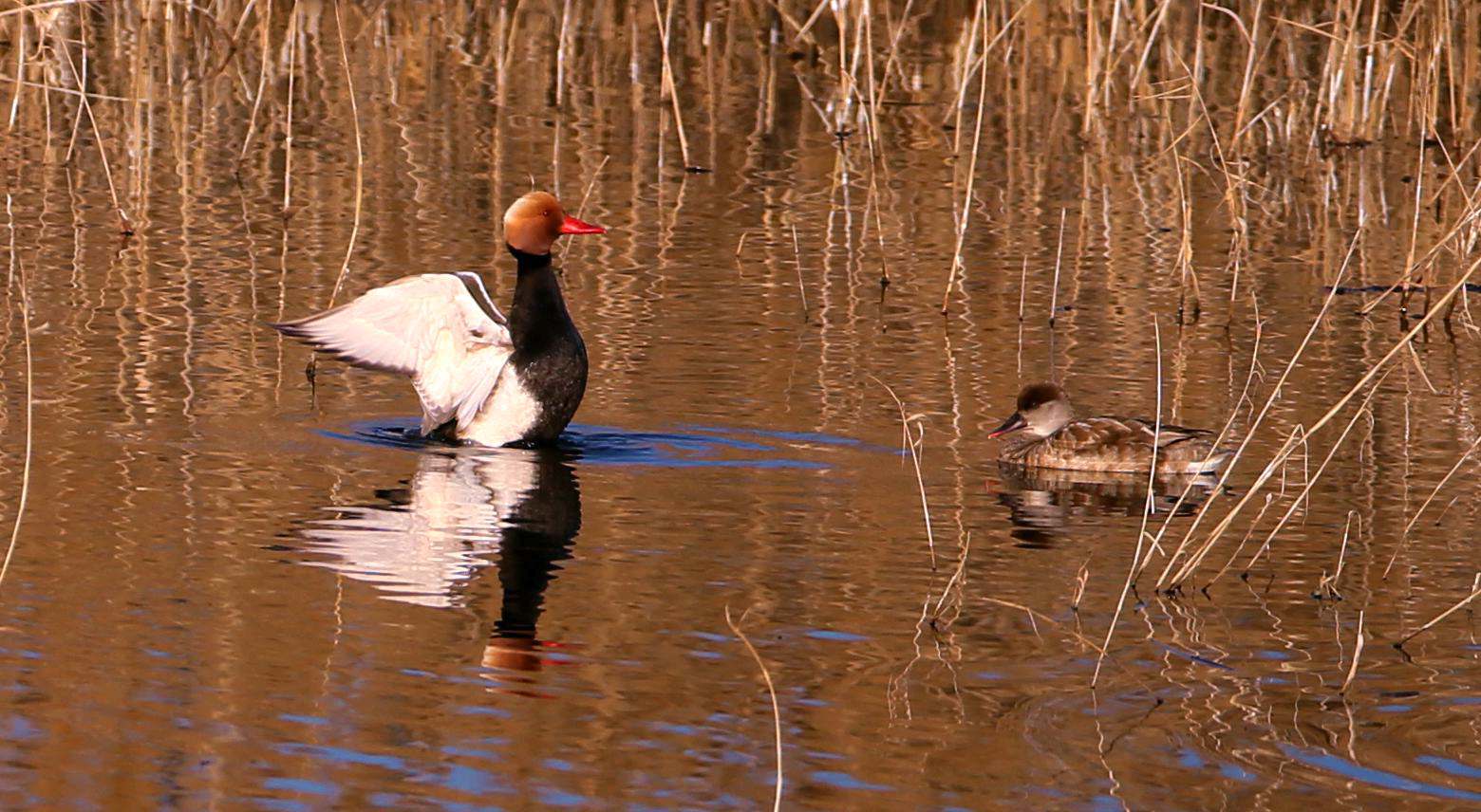 CW2Z0011����Ѽ ��_.jpg