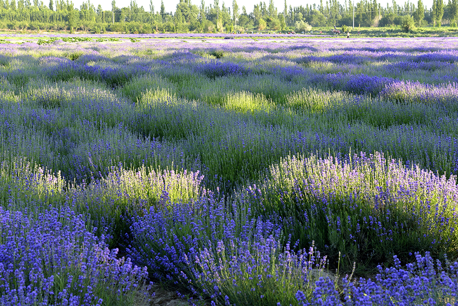 ��ɫ���λá�޹�²�