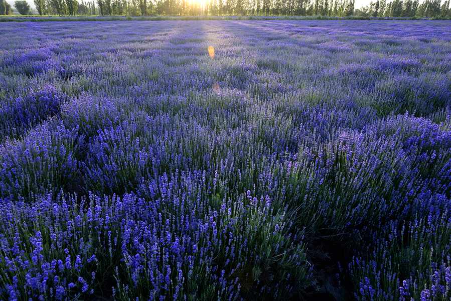 ����һ����ɫ�Ļ���