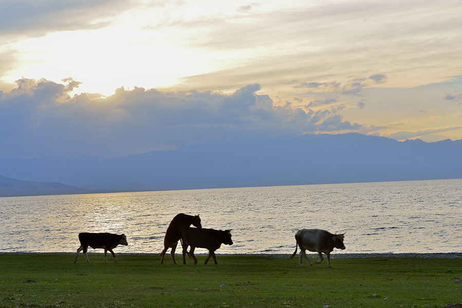 �鶨����ľ����