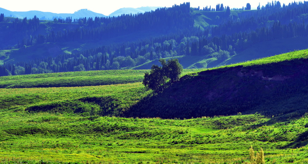 ������    ������