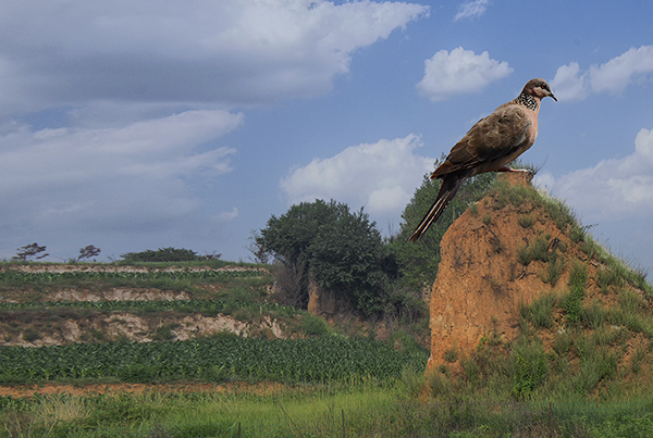 2014��6��22�������¡����� aa04412.jpg