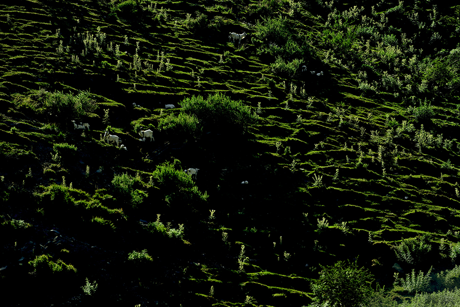 ��ɽ���£��̲ݰ���