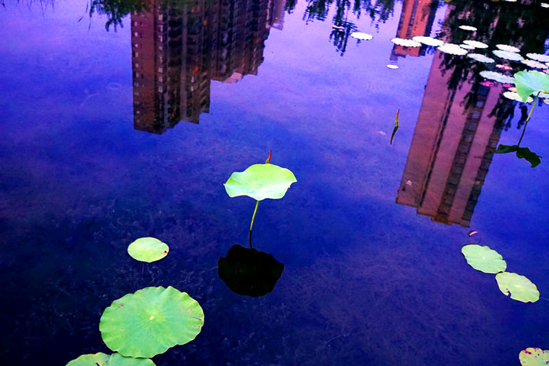 ������Ӱ