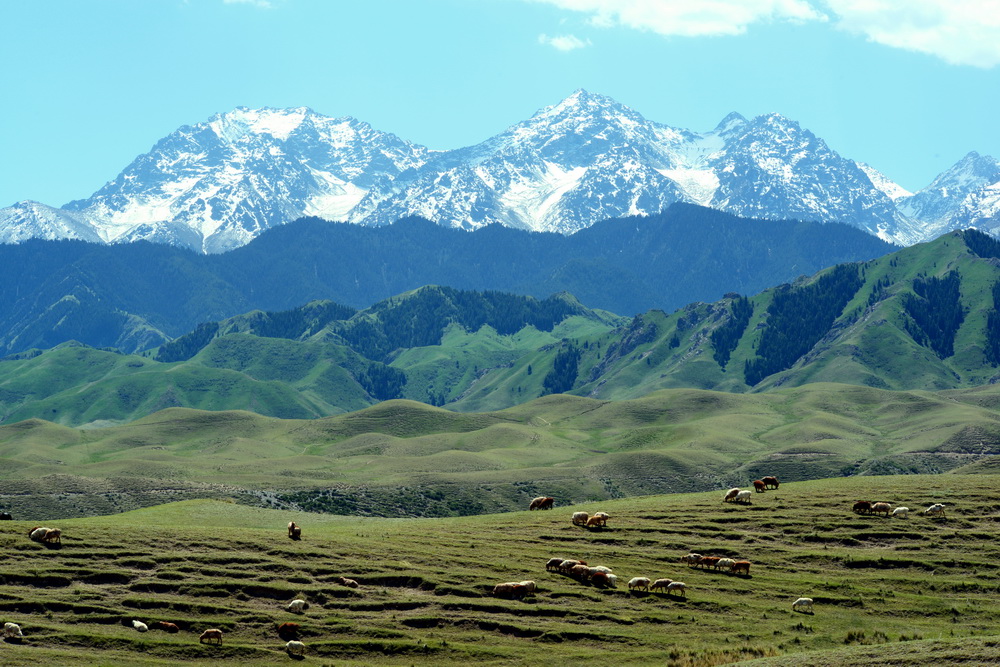 ����     ������