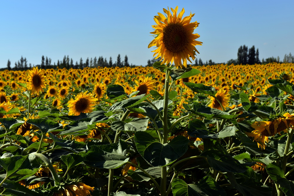 ����   ������