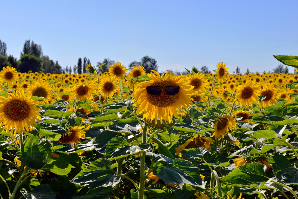 ����   ������