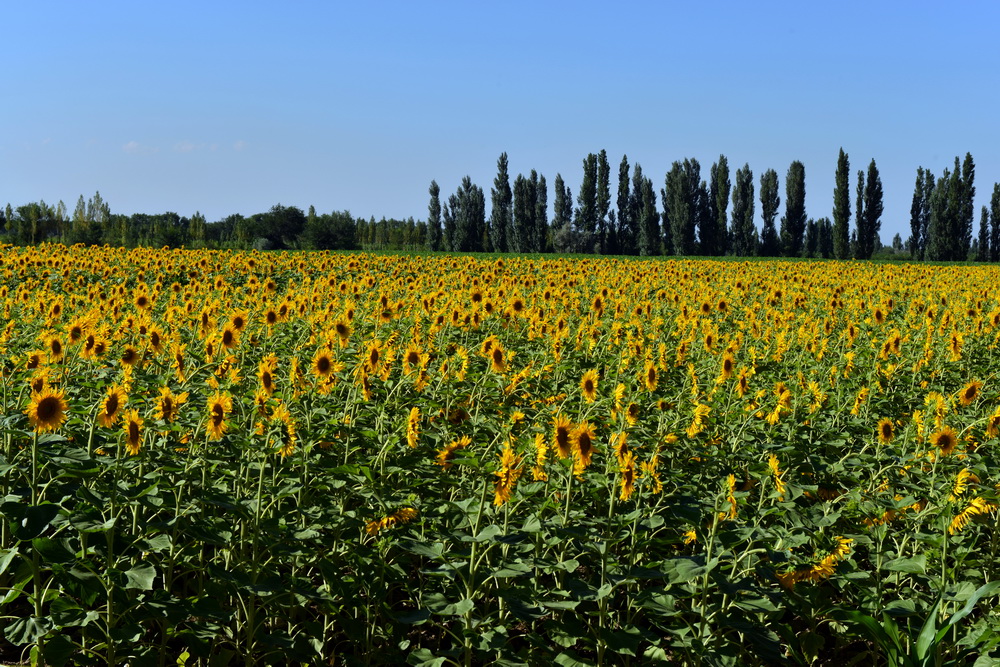 ���տ�     ������