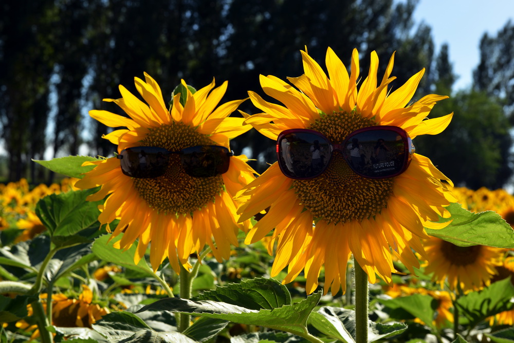 ������    ������