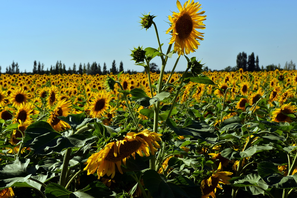 ����һ��    ������