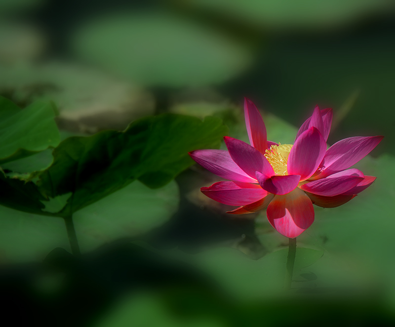 2014��6��28�չ�԰�ɷ� aa1651.jpg