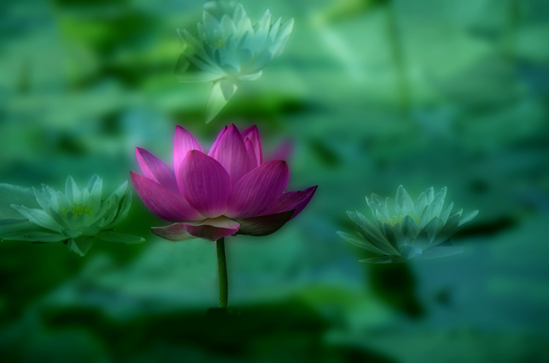 2014��6��28�չ�԰�ɷ� aa1731.jpg