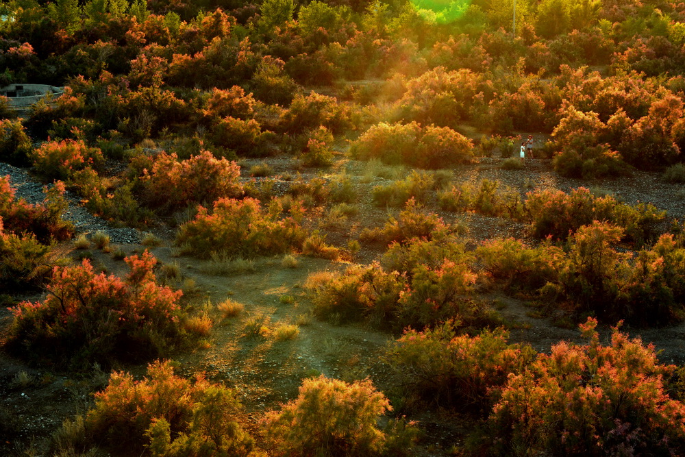 ϼ����   ������