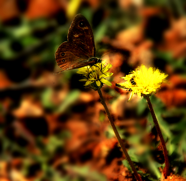 2014��6��22�������¡�����aa a16012.jpg