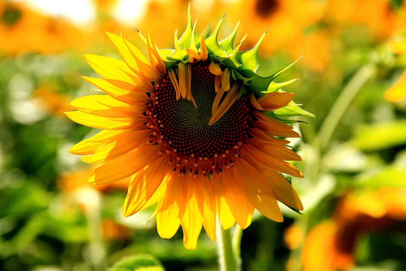 ���տ� 005_.jpg