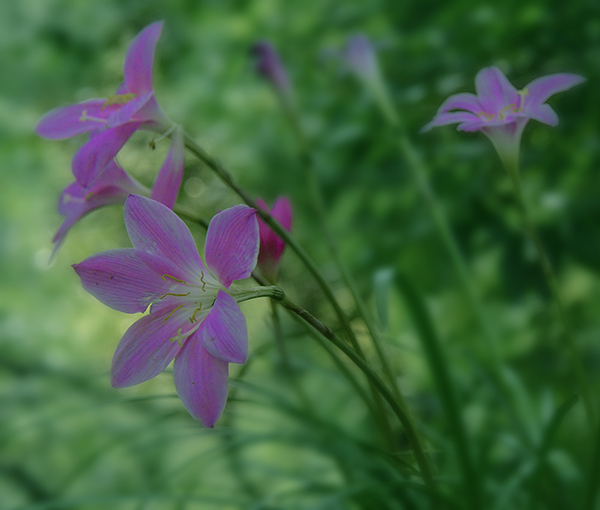 2014��6��22�������¡����� aa24012.jpg